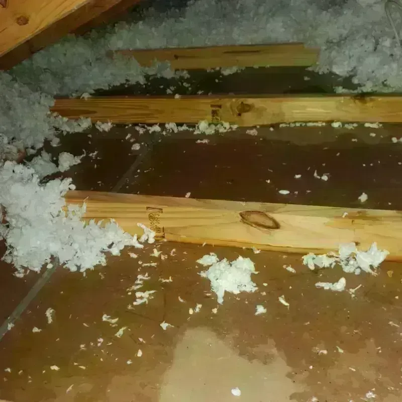 Attic Water Damage in Homestead Meadows North, TX