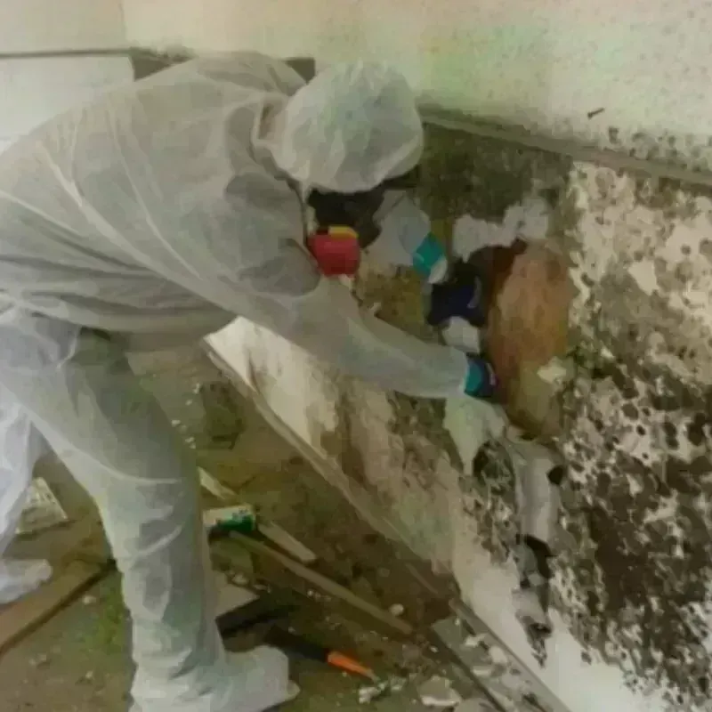 Mold Remediation and Removal in Homestead Meadows North, TX